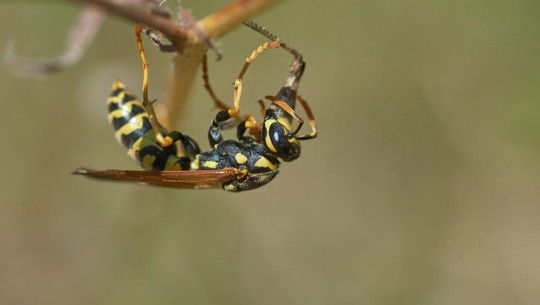 what do wasps do for the environment