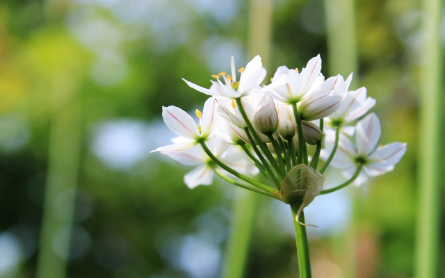 garlic chives