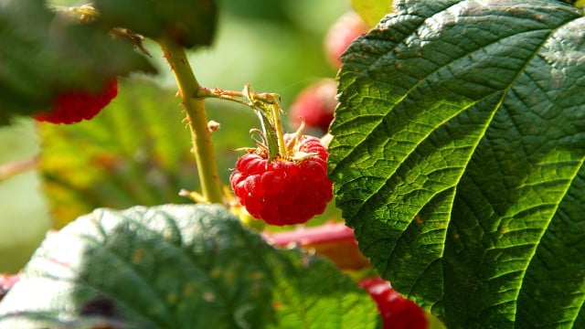 raspberry leaf tea benefits