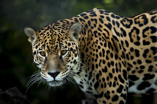 What animals live in rainforests? Only the largest predators of South America.
