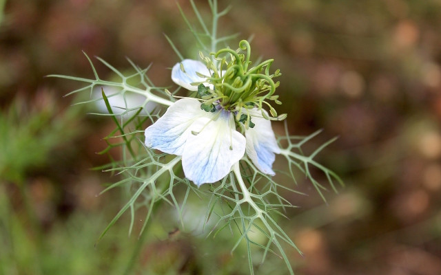 benefits of black seed oil flower