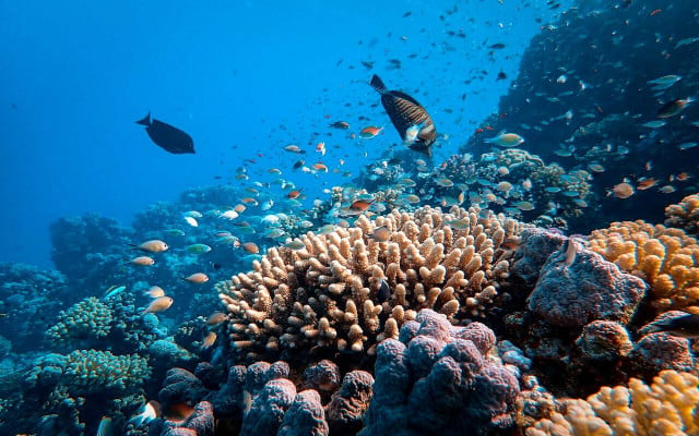 Marine protected areas help species thrive away from the risk of human activity. 