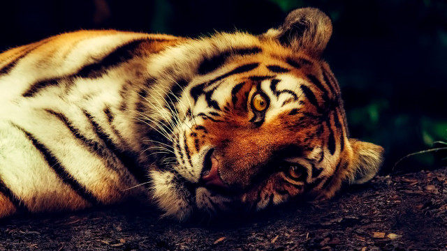 Why are tigers endangered