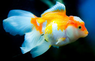 Fancy Goldfish can be quite costly