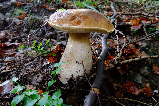 Mushroom mycelium is a sustainable building material.