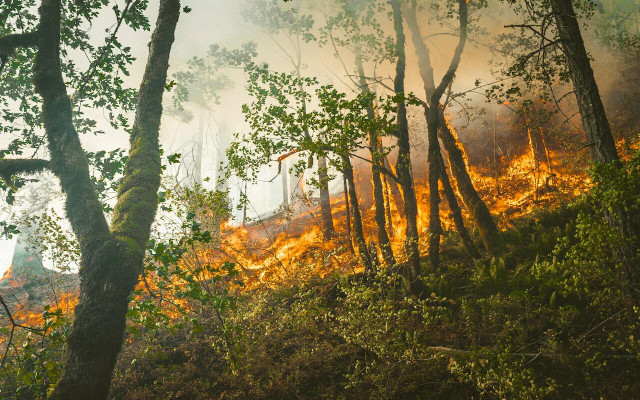 Much of our forests are lost each year due to forest fires. 