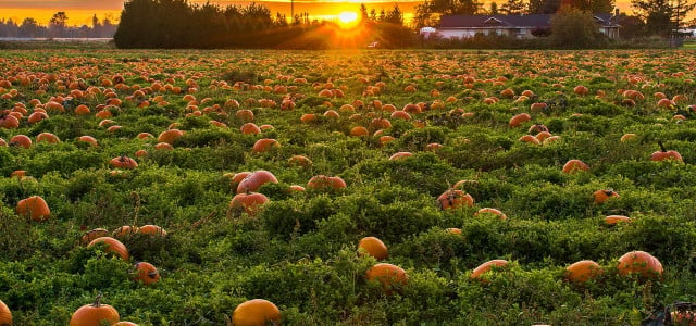 when to plant pumpkins