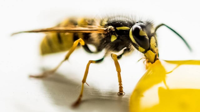 how to get a wasp out of your house
