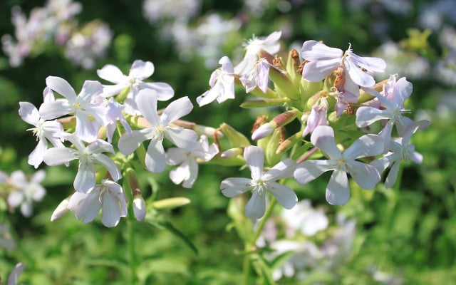 soapwort-saponaria