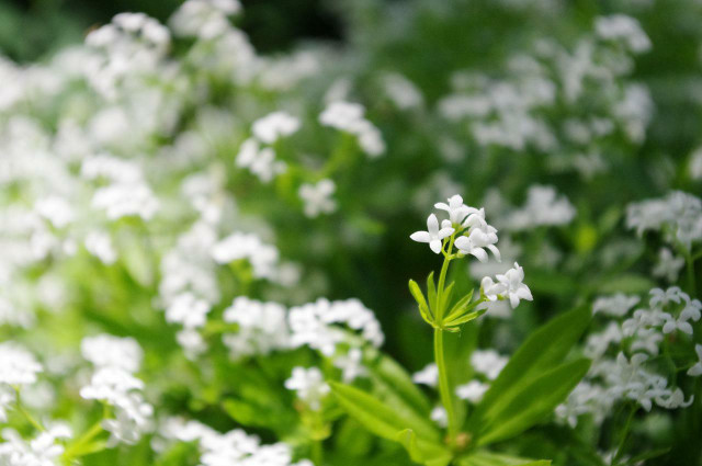 Sweet woodruff is a great ground cover plant for shady areas. 