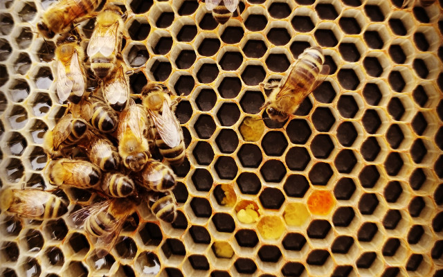 honeycomb is produced by bees to store honey.