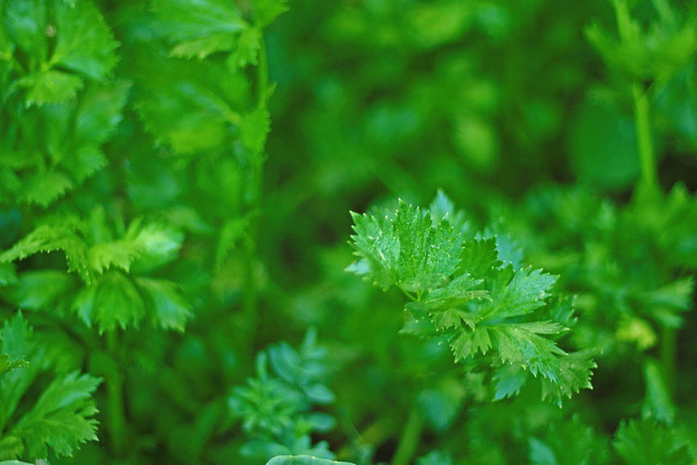 Dried parsley can be used in recipes, teas, and for aromatics. 