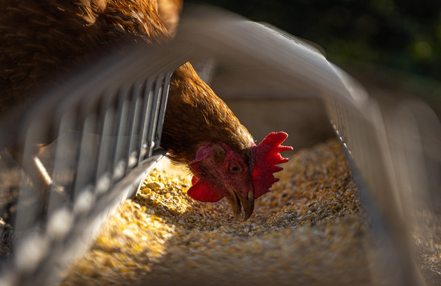 Organically fed chickens lay higher quality eggs. 