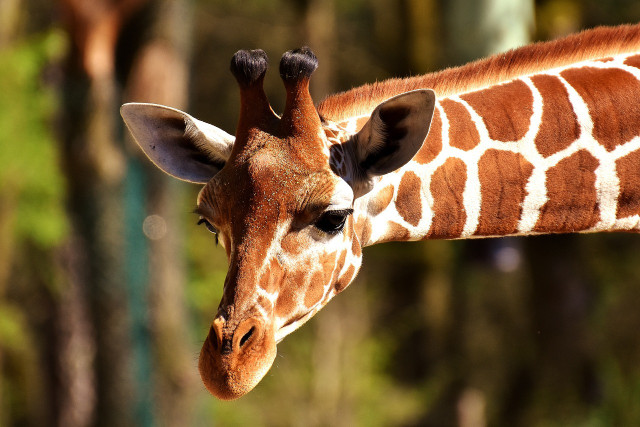 Most species or subspecies of giraffes are classified as 'endangered'.