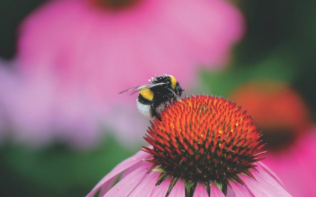 endangered bumblebees 