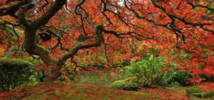 fall scenery autumn colors