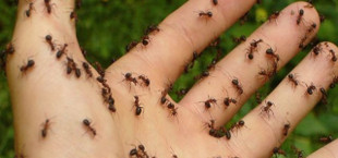 natural ant repellent