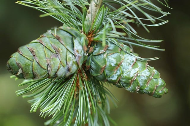 The unassuming pine needle has many surprising uses and benefits. 
