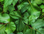 Natural remedies for poison ivy