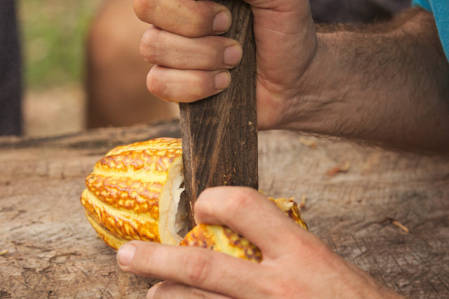 Cacao has a long and complex history.