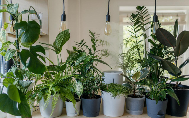 The best way to increase humidity in your home is to add some houseplants. 