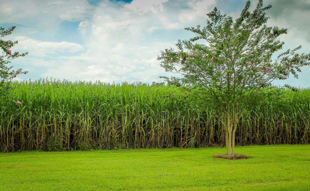 Sustainable sugar cultivation will be key to the industry's future.