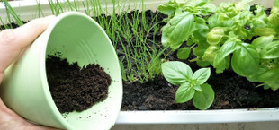 Coffee grounds uses in the garden as compost