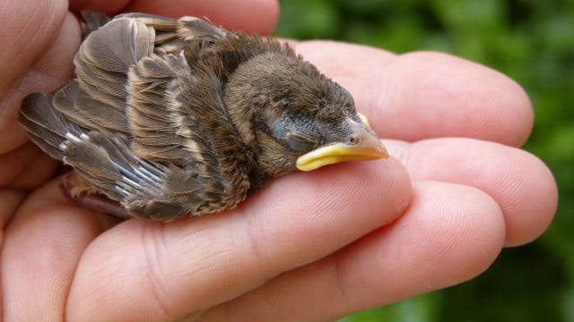 what to do if you find a baby bird