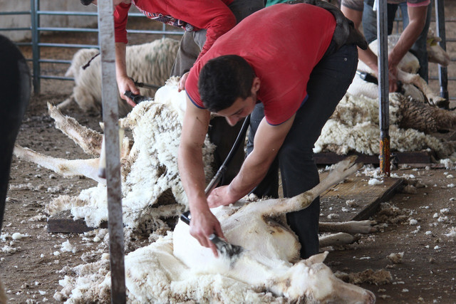 Sheep are often treated roughly or hurt in the wool shearing process.