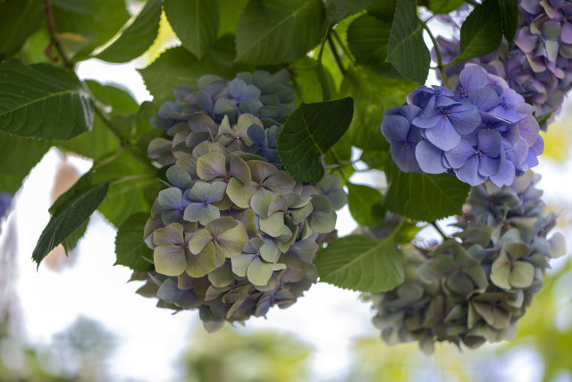 You can save your overwatered hydrangea with these simple steps.