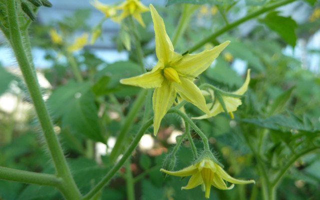 How to grow tomatoes in pots tomato plant flower in bloom