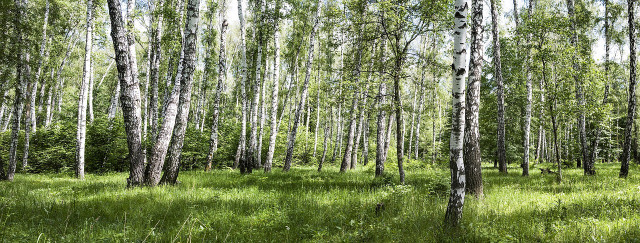 The paper birch is a fast-growing shade tree with distinctive bark.