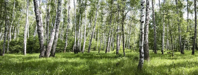 The paper birch is a fast-growing shade tree with distinctive bark.