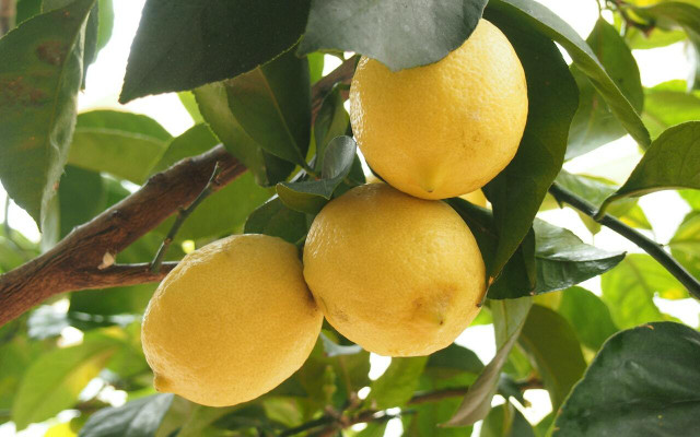 Lemon trees will benefit from the extra effort you out in with your lemon tree fertilizer. 