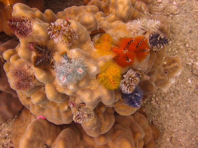 These marine worms live in harmony with the coral. 