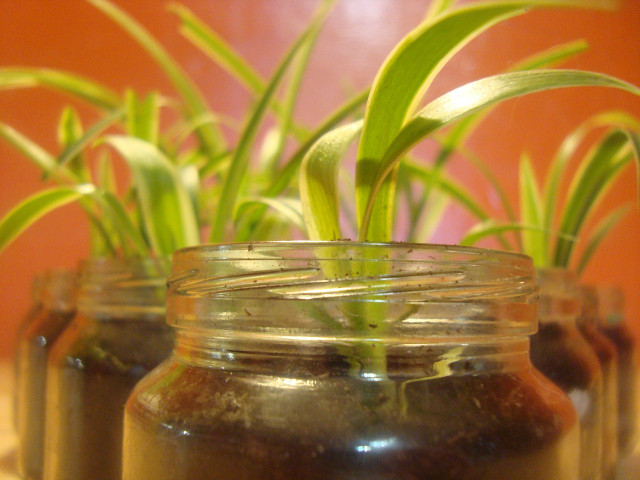 Repotting spider plants is very easy and it will only take you five easy steps.