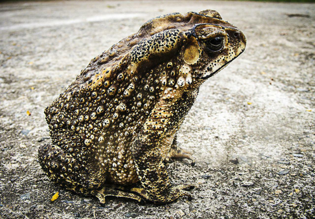 The Mississippi gopher frog resides in longleaf pine forests of Mississippi in underground or near-underground areas. 