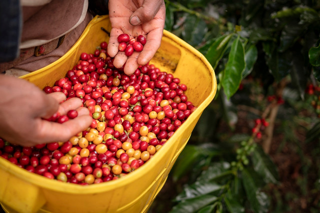 Climate change will have drastic effects on the small-scale producers and rural communities that rely on coffee for income.