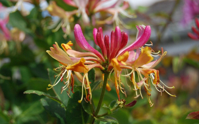 honeysuckle