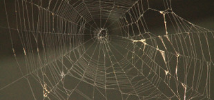 How to get rid of spiders in basement