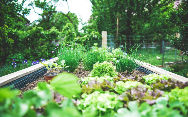 You can have a heavy hand with the water can if you plant moisture loving herbs together. 