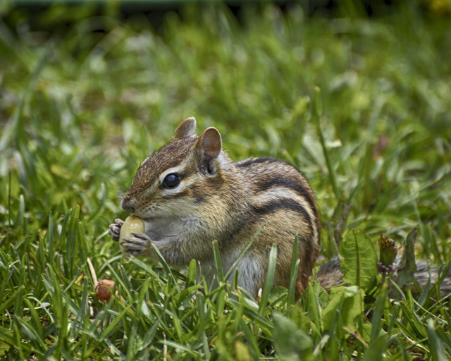 Try planting flowers that chipmunks don't like if you want to get rid of them.