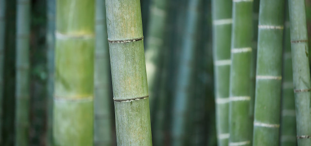 Uses for bamboo.