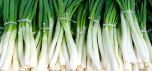 how to keep green onions fresh