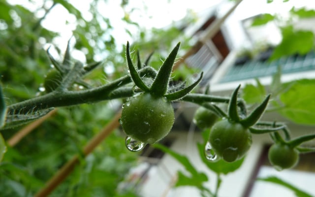 Planting tomatoes in pots fruit moisture levels green tomatoes