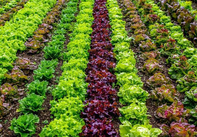 Packaged salad is often grown in greenhouses, which uses a lot of energy — definitely a controversial food.