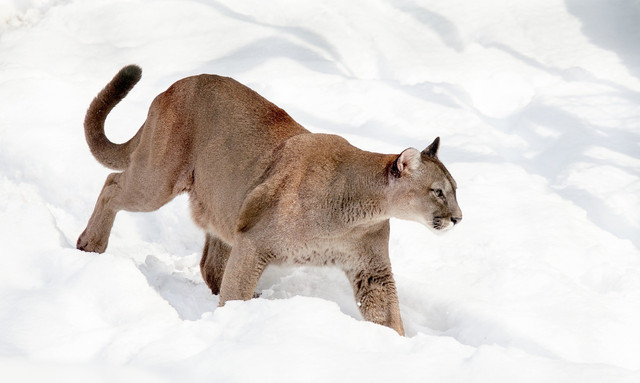 Mountain lions are elusive and among the larger animals in Yosemite