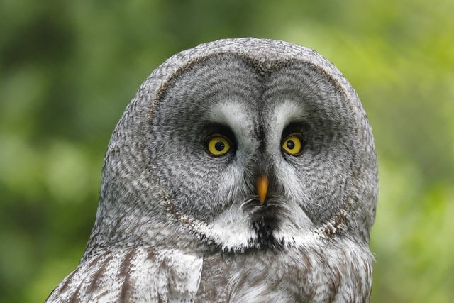 The great gray owls in Yosemite are endemic to the park.