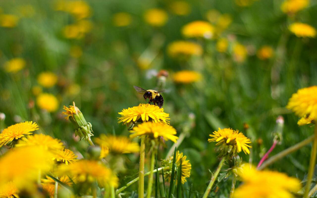 Attract bees and other pollinators to your yard through native gardening.