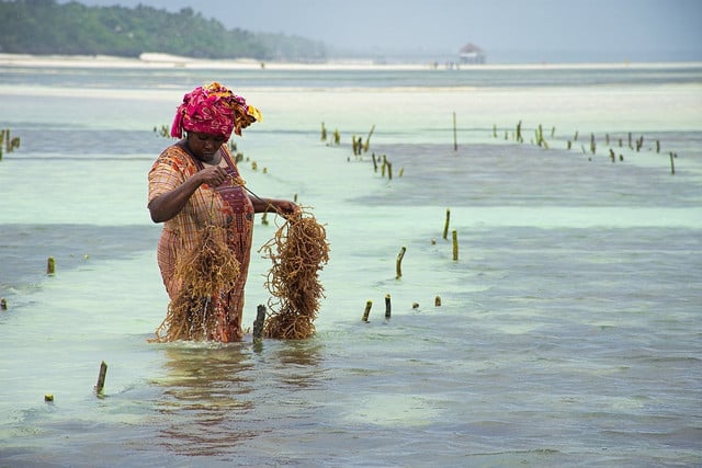 Zanzibar's seaweed is farmed by hand for cosmetic use. 